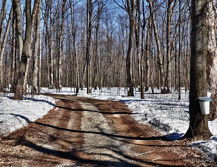 Bus Kids to the Sugarbush Maple Syrup Festival