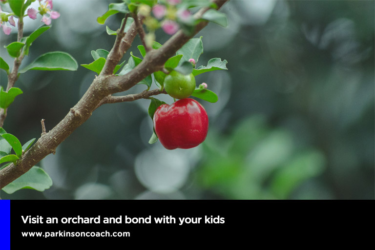 Visit an orchard and bond with your kids