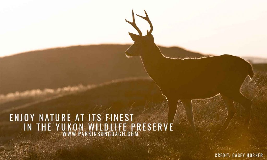 Enjoy nature at its finest in the Yukon Wildlife Preserve